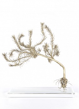 Leucodendron lanigerum x laxum left view i white