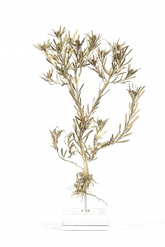 Leucodendron spissifolium white