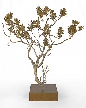 Protea conocarpodendron sub species conocarpodendron ii white