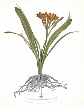 bladen Clivia large Jpg