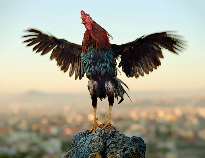DANIEL NAUDÉ, TAPAKA STANDING ON VOLCANIC ROCK AT SUNRISE. MASIRA BREED, ANKATSO CITY, MALAGASY COCKEREL, MADAGASCAR, 17 MAY 2023
ARCHIVAL PIGMENT INK PRINT ON MUSEUM PAPER