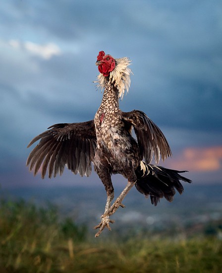 DANIEL NAUDÉ, ONGBACK (MEANING GIANT). MARISA BREED, MALAGASY COCKEREL, IMERINKASINA AREA, MADAGASCAR, 12 MAY 2023
ARCHIVAL PIGMENT INK PRINT ON MUSEUM PAPER
