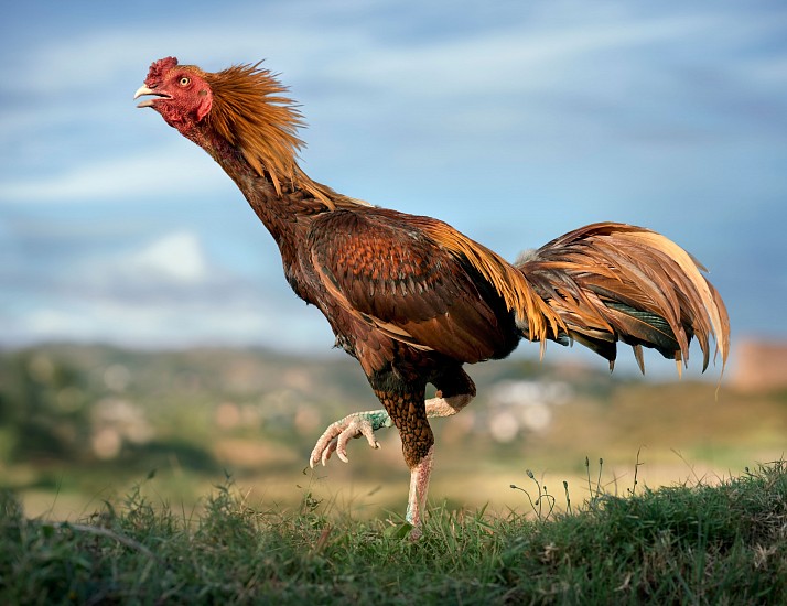 DANIEL NAUDÉ, MAVO RAMBO (MEANING YELLOW TAIL). VOLOMBAVY BREED, MALAGASY COCKEREL, IMERINKASINA AREA, MADAGASCAR, 12 MAY 2023
ARCHIVAL PIGMENT INK PRINT ON MUSEUM PAPER