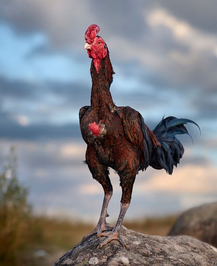 DANIEL NAUDÉ, LAVA SANGA (MEANING LONG CREST). SON OF MINATOR, MALAGASY COCKEREL, MADAGASCAR, 16 MAY 2023
2023, C-PRINT, LIGHTJET ON KODAK PROFESSIONAL ENDURA PREMIER PAPER (PRINTED BY GRIEGER, DUSSELDORF, GERMANY)