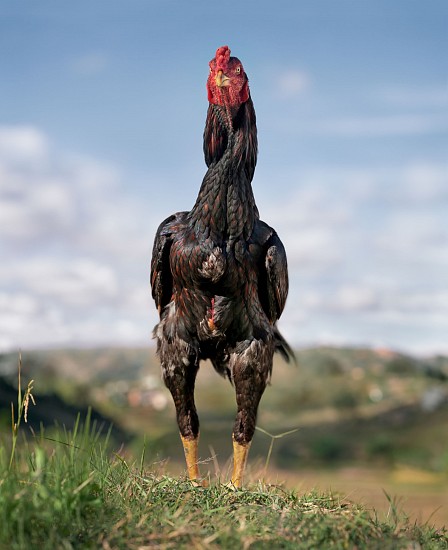 DANIEL NAUDÉ, ROBOCOP. KALA MENA BREED, MALAGASY COCKEREL, IMERINKASINA AREA, MADAGASCAR, 12 MAY 2023
ARCHIVAL PIGMENT INK PRINT ON MUSEUM PAPER