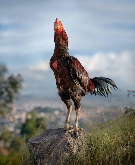 DANIEL NAUDÉ, PONY. KALA MENA BREED FROM REUNION ISLAND. ANKATSO AREA, MALAGASY COCKEREL, MADAGASCAR, 10MAY 2023
ARCHIVAL PIGMENT INK PRINT ON MUSEUM PAPER