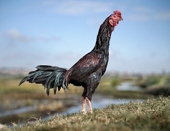 NEW WEBSITE FILE. Tex. Kala mena breed, Malagasy cockerel, Ambodimita area, Madagascar, 11 May 2023.