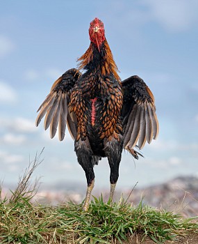 NEW WEBSITE FILE Jet Lee. Masira breed, Malagasy cockerel, Ankatso area, Madagascar. 11 May 2023 NEW POST FILE