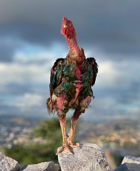 NEW WEBSITE FILE Terminator. Kala mena breed, Malagasy cockerel, Ankatso area, Madagascar, 11 May