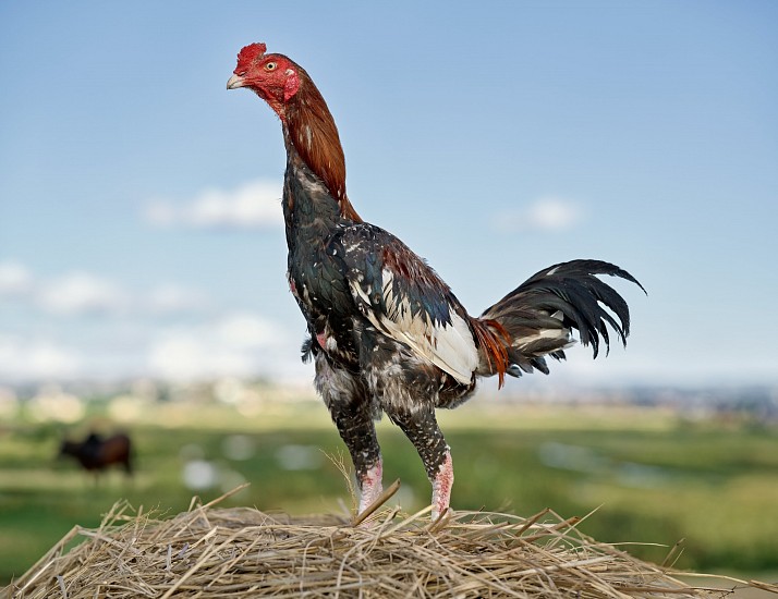 DANIEL NAUDÉ, TURBO. VOLOBOAHIRANA (MEANING WATERLILY) BREED, MALAGASY COCKEREL, SOAVIMASOADRO AREA, MADAGASCAR, 15 MAY 2023
ARCHIVAL PIGMENT INK PRINT ON MUSEUM PAPER