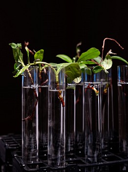 THE WINDSWEEP LIBRARY DETAIL OF PLANTS (CIRCUITS AND OTHER MOVEMENTS) (PHOTO CREDIT MATT SLATER)