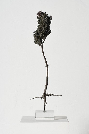 NIC BLADEN, PHAENOCOMA PROLIFERA
2025, Bronze