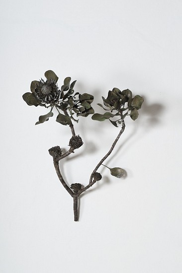 NIC BLADEN, PROTEA CYNAROIDES
2025, Bronze