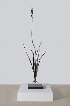 everard read 17 11 2026 nic bladen aristea capitata lr