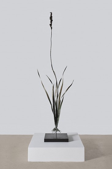 NIC BLADEN, ARISTEA CAPITATA
2025, Bronze