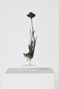 everard read 17 11 2026 nic bladen dilatrus pilansii lr