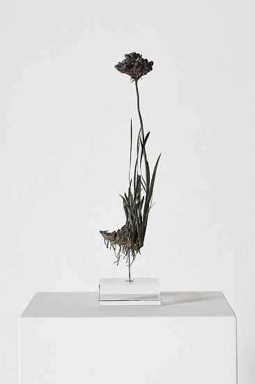 NIC BLADEN, DILATRUS PILANSII
2025, Bronze