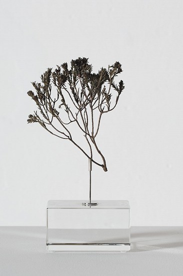 NIC BLADEN, DIOSMA SP.
2025, Bronze