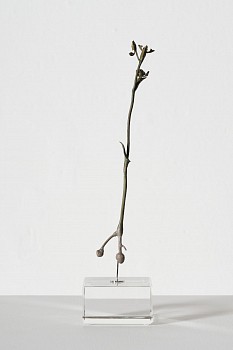 everard read 17 11 2026 nic bladen disperis villosa lr