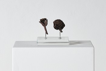 everard read 17 11 2026 nic bladen haemanthus coccineus haemanthus sanguineus lr