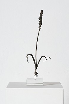 everard read 17 11 2026 nic bladen lachenalia lutzevri l lr