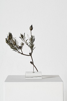 everard read 17 11 2026 nic bladen leucadendron salignum f lr