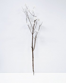 onder draai die duiwel rond