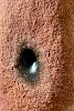 Sibyl detail resize